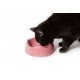 Here Is A Small Pink BecoBowl Being enjoyed By A Cat