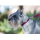 Dog in Lupine eco berry collar and lead