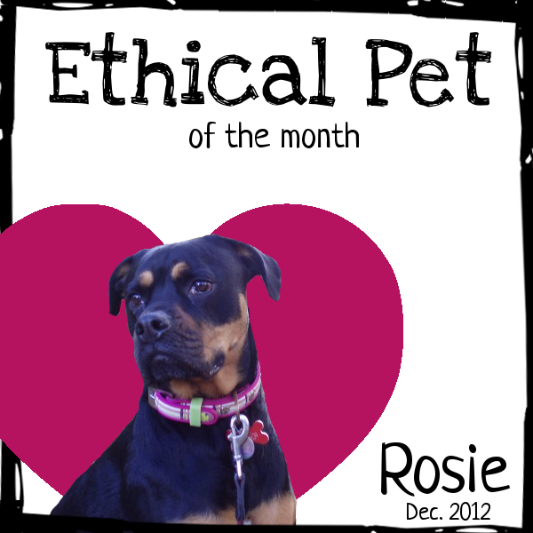 certificate for ethical pet of the month