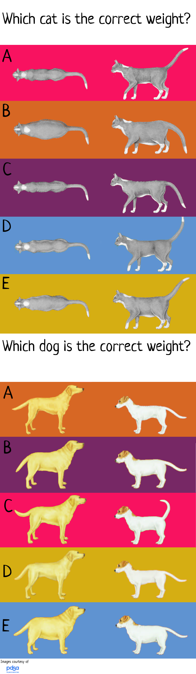 cat and dog weight quiz