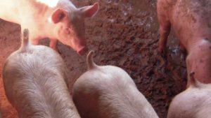 pig tail docking illigal in organic farming - organic faming and animal welfare